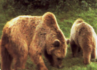 Parque nacional del Abruzo